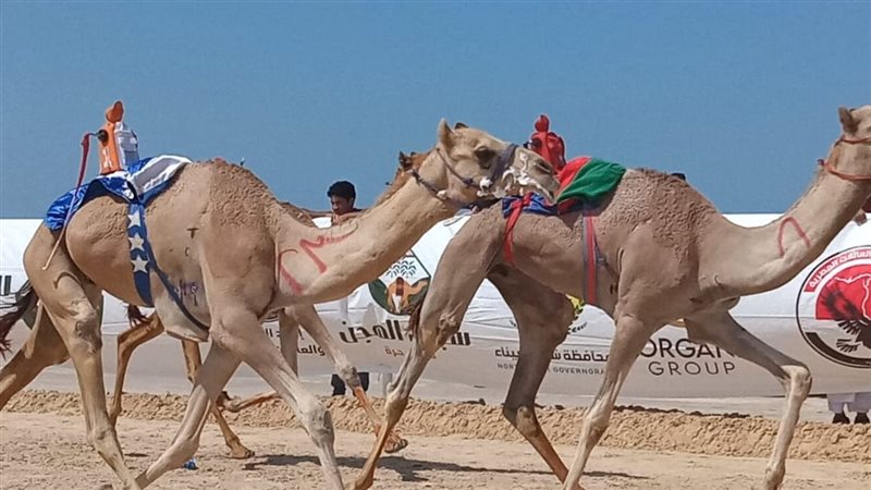 مهرجان الهجن بسيناء