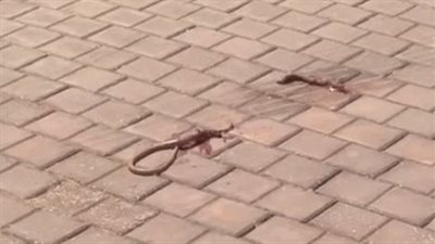 رعب في مصيف الأكابر.. الثعابين تعزو قرية لافيستا السخنة وسط ذعر الملاك