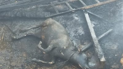 نشوب حريق في حوشين ونفوق عجلين ودابة و6 أغنام بسوهاج (صور)