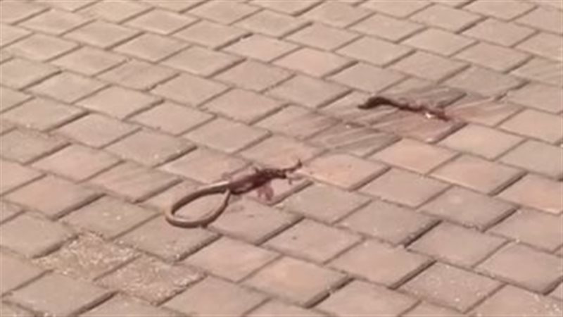 الثعابين في قرية