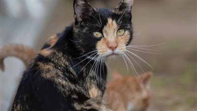 قطة ضالة تجلب صغارها لمقابلة المرأة التي كانت تطعمها