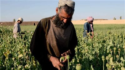 للاستخدام الخاص والطبي.. إيران تخطط للبدء في زراعة الأفيون بشكل قانوني