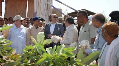 زراعة بنى سويف : ترخيص 10 صوب جديدة .. ونسبة تفتيح محصول القطن بلغت 98.86%  