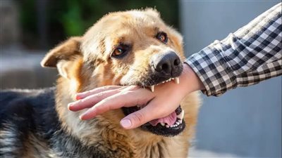 وكيل البيطريين: السُعار مرض قاتل.. والتطعيم الفوري ينقذ الحياة