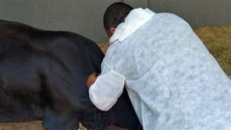 جانب من اعمال التطعيم