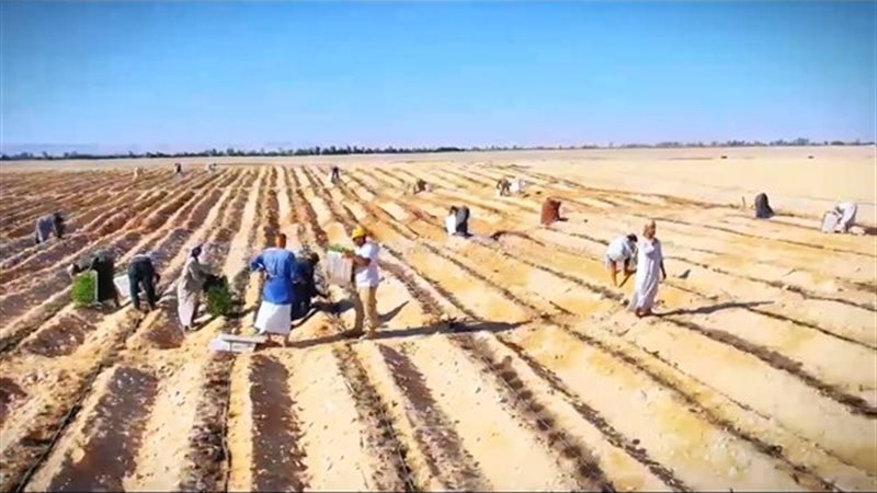 أفرولاند للتنمية
