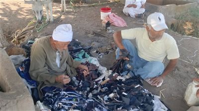 موسم حصاد السمسم بالقليوبية.. المزارعون: محصول استراتيجي ومصدر للخير 