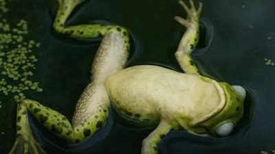 حيلة الموت.. كيف تهرب أنثى الضفادع من التزاوج بالذكور التي لا تريدهم؟