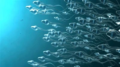 مستقبل الخصوبة| علماء يحولون خلايا الحيوانات المنوية إلى روبوتات دقيقة 