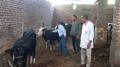 تطعيم 94 ألف رأس ماشية ضمن الحملة القومية للتحصين ضد فيروس SAT-1 