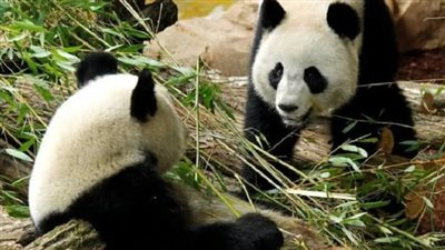 بعد 13 عامًا.. أشهر ثنائي باندا يغادران فرنسا.. ما القصة؟