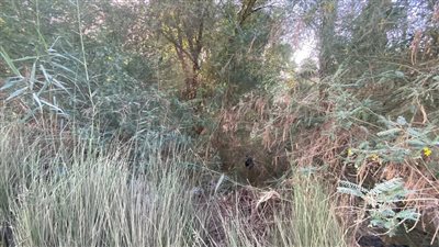 استغاثة أهالي نجع السبيل بقنا من غابة تحولت إلى وكر للمدمنين والكلاب الضالة