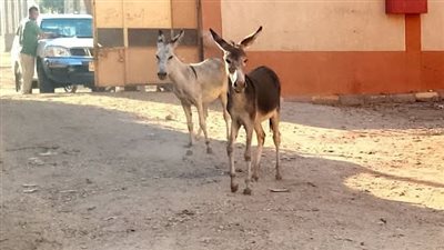 حماران داخل فناء مدرسة بقوص يثيران الجدل.. والتعليم تحقق في الواقعة