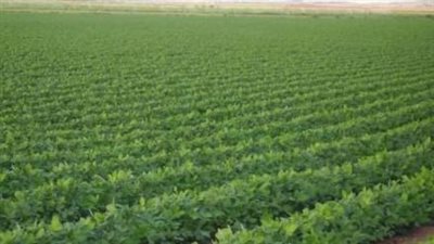 شعبة الخضروات: المشاريع القومية عززت قدراتنا التصديرية.. وحققنا إنجازات عديدة 