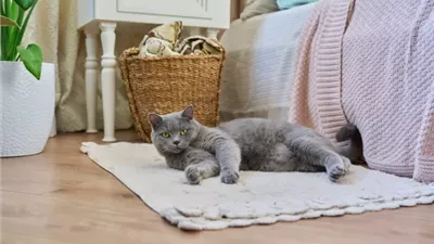 طرق احترافية لتنظيف وتعقيم أماكن الحيوانات الأليفة في منزلك