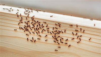 للتخلص من النمل في منزلك.. طرق فعالة وعلاجات منزلية