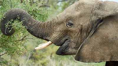 بعد 13 عامًا من العزلة.. وفاة الفيل الأكثر وحدة في العالم