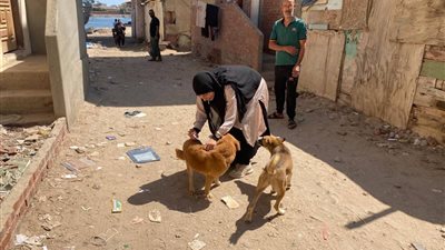 مصر خالية من السعار 2030.. دمياط تواصل تطعيم الكلاب الضالة