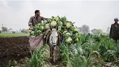 أستاذ مناخ يقدم روشتة إرشادية للمزارعين لمواجهة تقلبات الخريف |فيديو