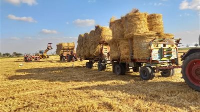 للقضاء على السحابة السوداء: تجميع 32500 طن قش أرز منذ بداية الحصاد