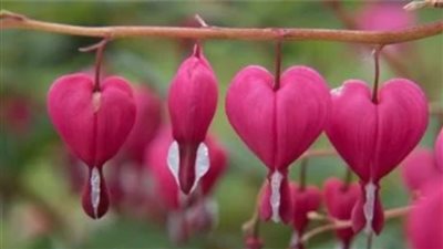 من زهرة نزيف القلب إلى الباذنجان السام.. عالم النباتات المدهش