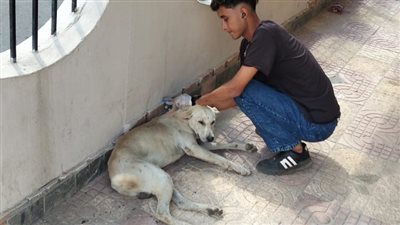 بيطري الإسماعيلية يشن حملة لتحصين كلاب الشارع ضد السعار