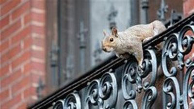 سنجاب يهاجم المارة في أمريكا ويدخلهم المستشفى.. لماذا يعض اليد التي تطعمه؟