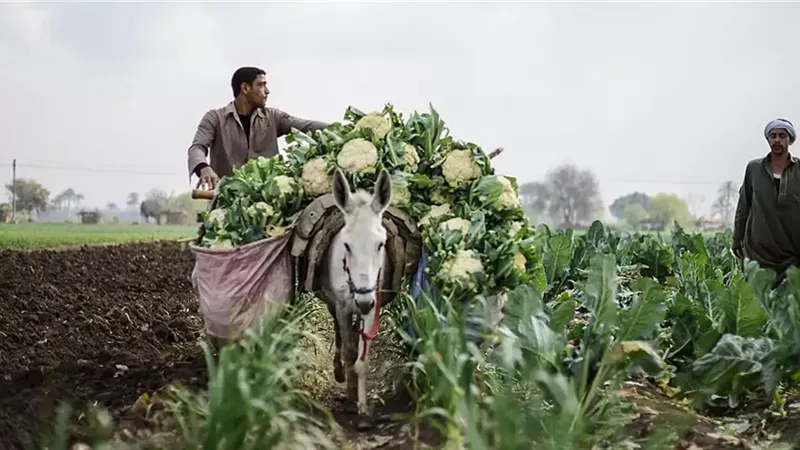 المزارعين