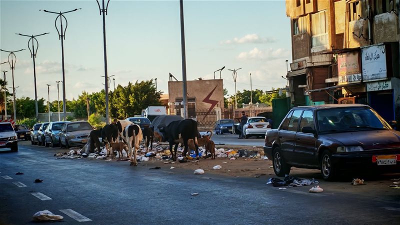تجمع الأبقار بشوارع