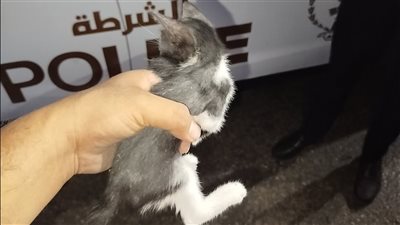 في لفتة إنسانية.. رجال الشرطة ببورسعيد ينقذون قطة صغيرة عالقة في عمود إنارة