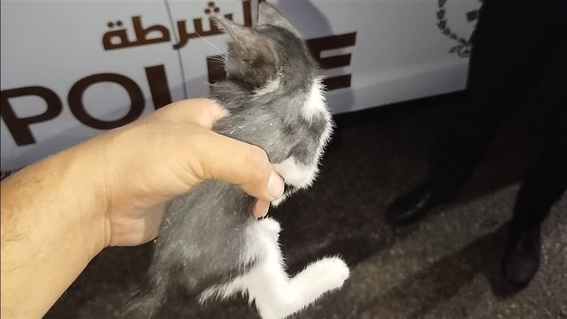 إنقاذ قطة صغيرة عالقة