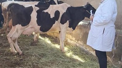 قافلة بيطرية مجانية في السويس ضمن مبادرة «حياة كريمة»