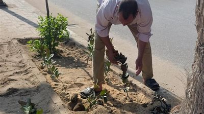 استمرار أعمال الري والتشجير بطريق الكورنيش بدمنهور للحفاظ على المساحات الخضراء