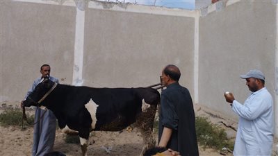 بيطري الإسماعيلية يواصل مجهوداته في تحصين رؤوس الماشية والتفتيش على الصيدليات