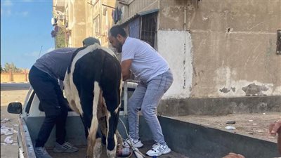 تنفيذاً لقرار المحافظ.. بدء مصادرة الأبقار الضالة في شوارع بورسعيد