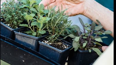 عبدالحميد الدمرداش: نستهدف 2 مليار دولار صادرات من النباتات الطبية والعطرية