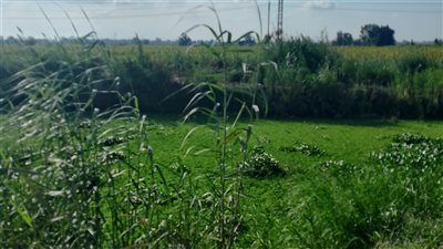 أهالي دمياط يستغيثون من انتشار ورد النيل وتراكم الطمي بترعة طريق خمسة حديث