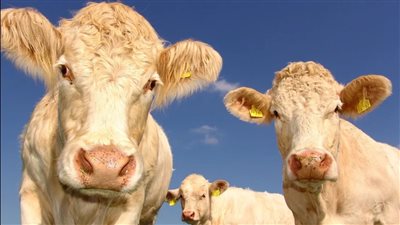 الأبقار لديها أفضل الأصدقاء وتصاب بالذعر عندما تنفصل عنهم