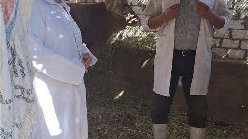 ارشيفية