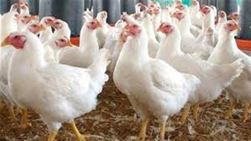 مبيت. أسعار الفراخ