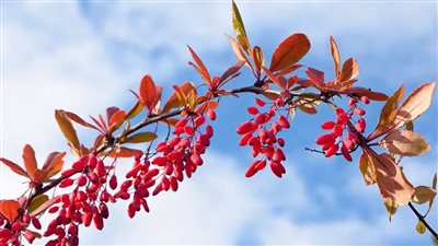 عشبة البربرين.. علاج طبيعي للسمنة والكوليسترول والضغط