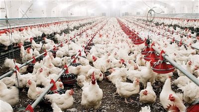 أسعار الفراخ البيضاء والبلدي.. تعرف على الأسعار اليوم الخميس