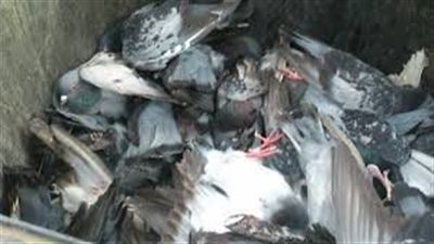 صيد الحمام يعود من جديد.. ماذا يحدث في نادي الصيد؟