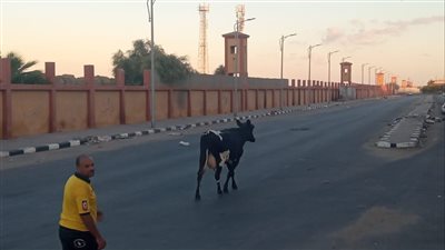 «أبقار بالشارع».. مصادرة رأسين من العجول المتجولة في حملة بحي الزهور ببورسعيد