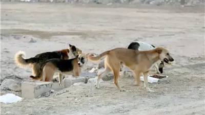 ضحايا الكلاب الضالة.. قصص مروعة تكشف حقيقة الظاهرة