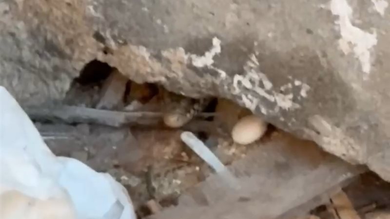ثعبان مدرسة النصر