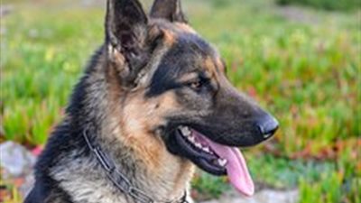 الخوف قتله.. وفاة طفل بأزمة قلبية بعد مطاردة كلب مسعور له في قنا