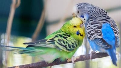 ما حكم تجارة وتربية طيور الزينة داخل البيوت؟ .. الإفتاء تجيب