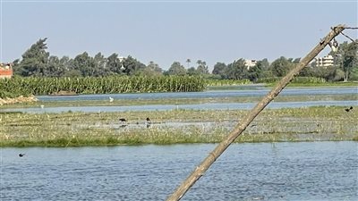 «معندناش سكن بديل».. أهالي دلهمو بالمنوفية يستغيثون نعيش وسط فيضان النيل  