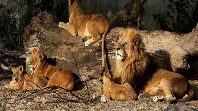 وزير الزراعة يكشف تفاصيل نفوق 13 أسدًا بسبب مرض معدٍ في حديقة الحيوان